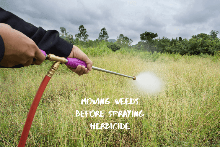 Should You Cut Weeds Before Spraying Them Lawn Care Lessons 